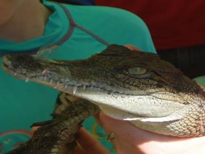 moyen crocodile