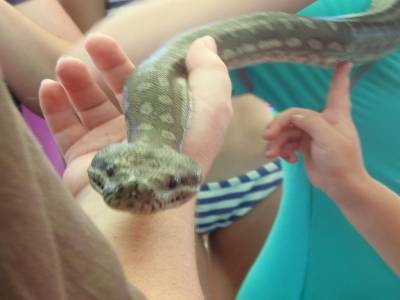 serpent