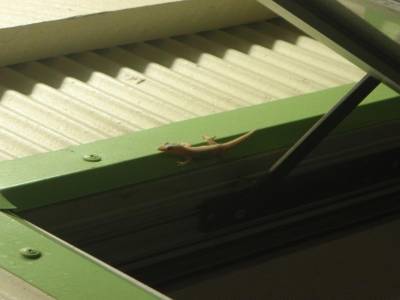 Salamandre