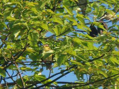 Oiseaux