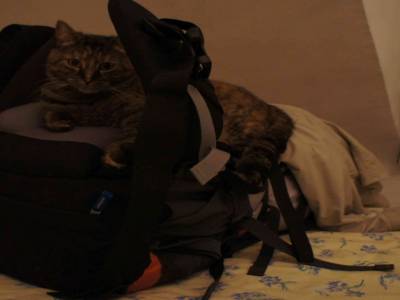 LE CHAT DU SAC A DOS