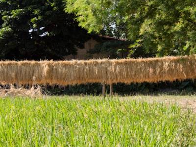 Séchage du riz
