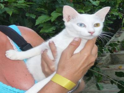Chat aux yeux vairons de Ko Mook