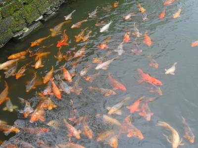 poissons imperiaux