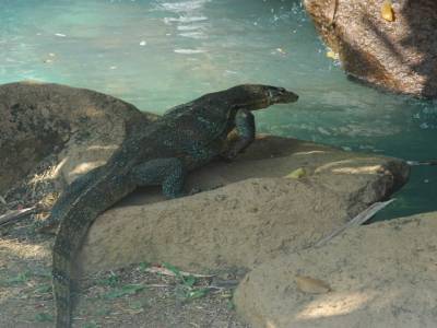 varan de Malacca