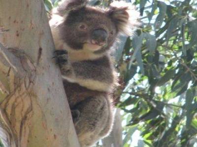 Koala