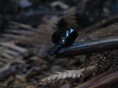 Escargot carnivore