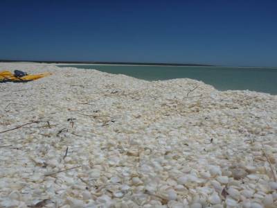 Shell beach