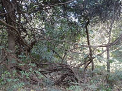 Forêt de Kou