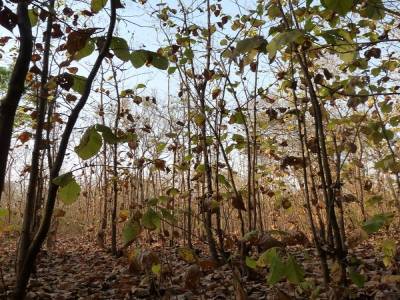 Forêt de tek