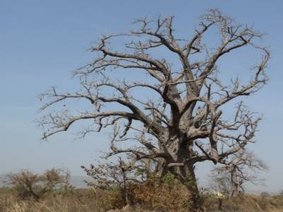 Baobab