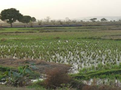 Rizières