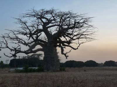 Baobab again