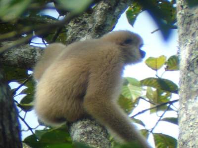 Calaos, gibbons, macaques, anaconda...