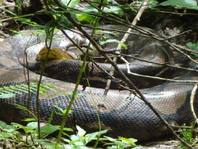 Calaos, gibbons, macaques, anaconda...