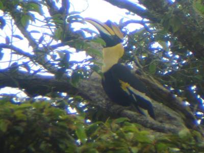 Calaos, gibbons, macaques, anaconda...