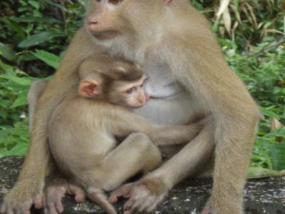 Calaos, gibbons, macaques, anaconda...