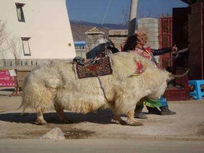 Un yak 