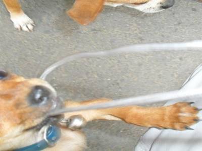 Attaque de chien enrage qui en voulait a notre pognon !