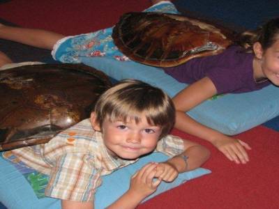 Des tortues de mer
