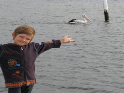 Pélican