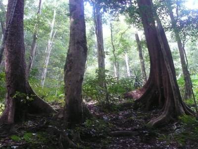 La jungle