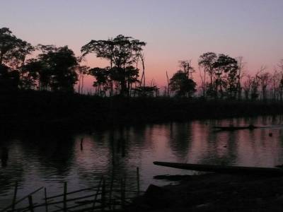 Arbres inondes