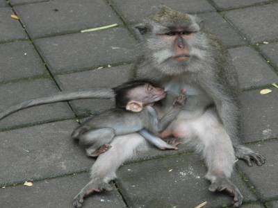 Macaque de la forêt des singes a Ubud
