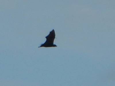 Chauve-Souris