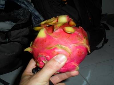 dragon fruit : c rose a l exterieur..