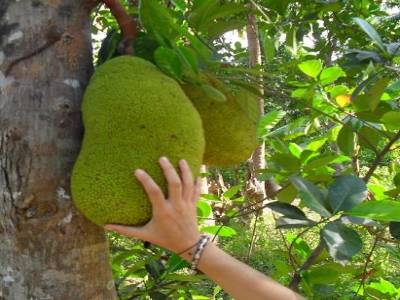 Voici un jackfruit: amelie ne peut pas s empecher de tripoter les gros trucs!