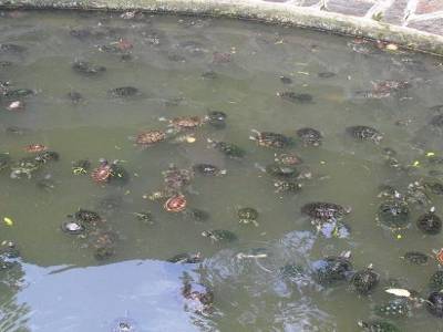 Tortues ninja du Vietnam!
