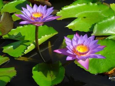 La fleur de lotus, symbole du  bouddhisme