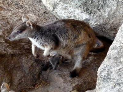 Animals connection