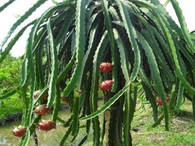 l'arbre dread locks du dragon fruit