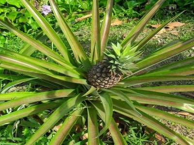 ca pousse comme ca un ananas