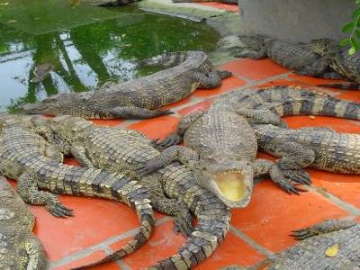 le point d'orgue de notre croisiere sur le mekong : la ferme aux crocos