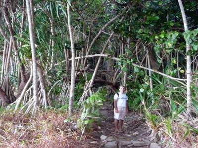Animals connection
