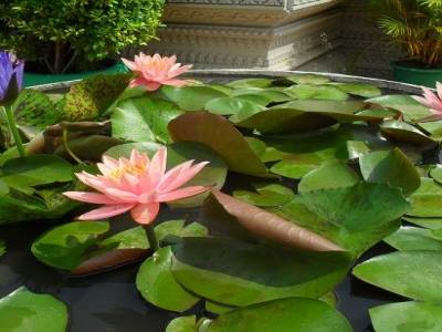 Fleur de lotus  - quand tu chantes, quand tu chantes!!