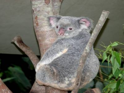 Koala 