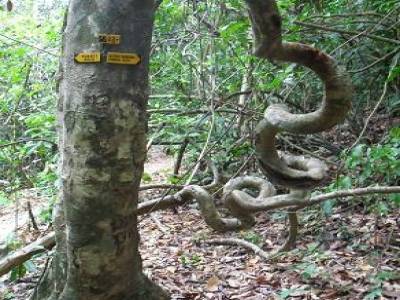 arbre tire-bouchons !