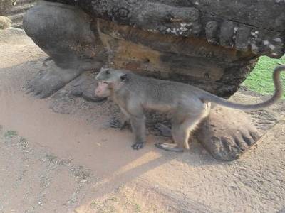 tete de macaque