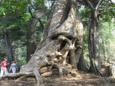 les arbres legendaires des temples : des fromagers !