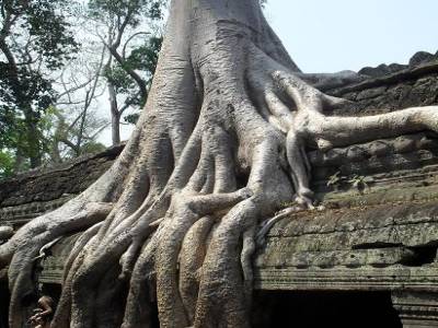 Ta Prohm : abandonne a la jungle, c magnifique !