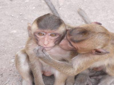 Des calins