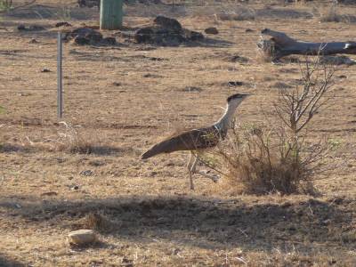 De la rainforest  à l'outback