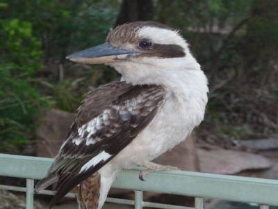 De la rainforest  à l'outback
