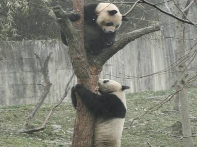Les Pandas ! (Xiong Ma)