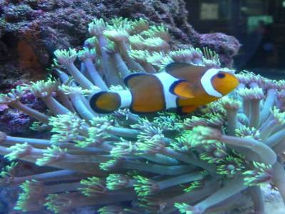 poisson connu