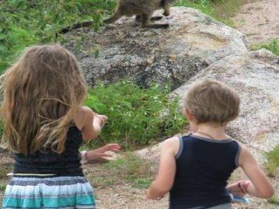 Wallabi
